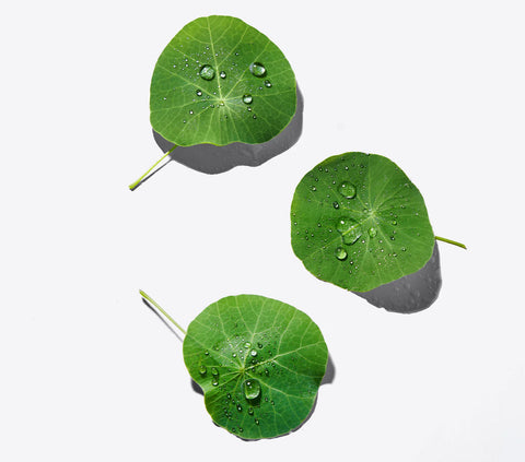 Cica (Centella Asiatica)